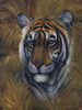 Safari Tiger Fine Art Print
